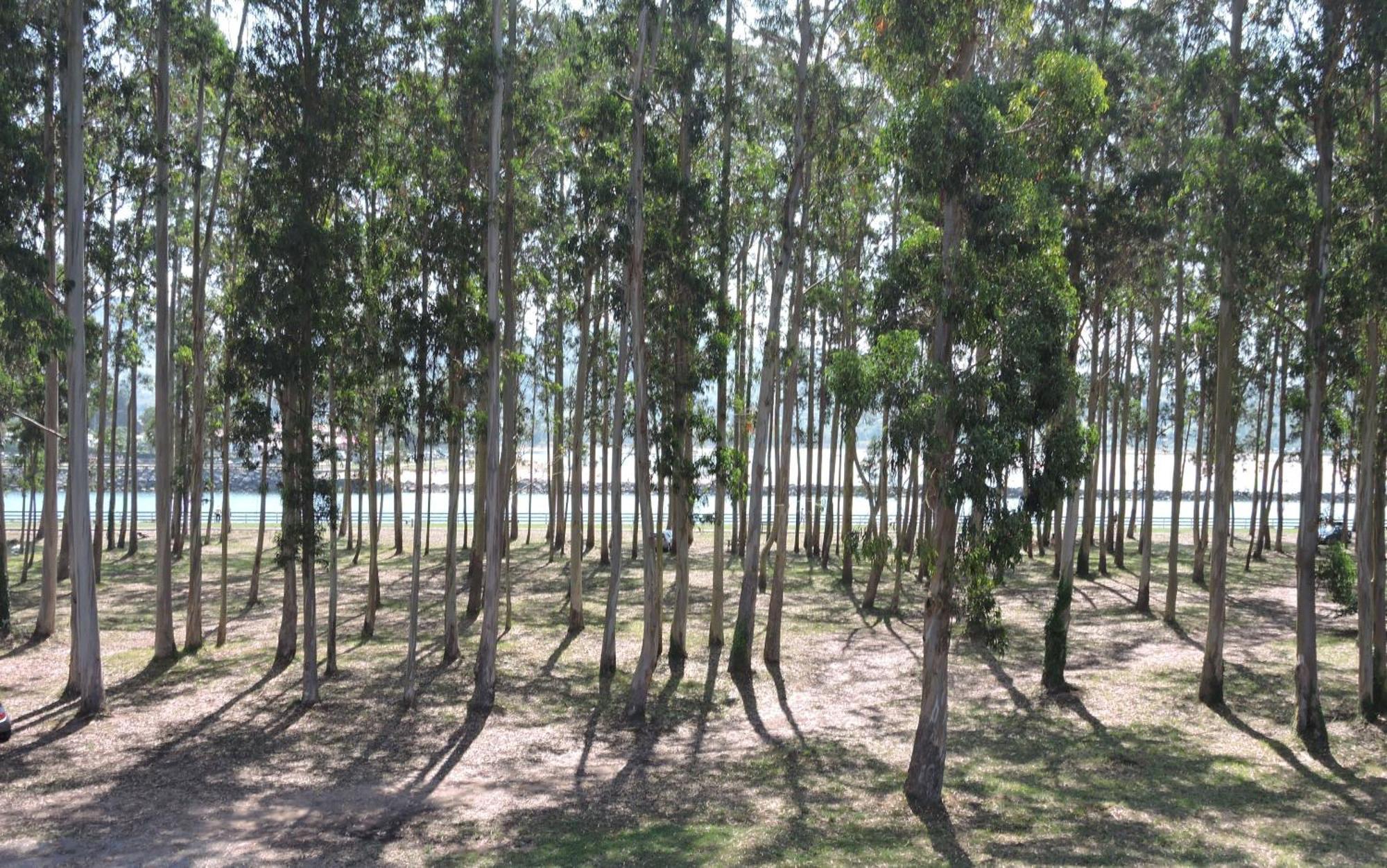 Apartamento Pie De Playa, El Puntal-Villaviciosa Villaviciosa  Eksteriør billede